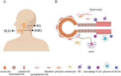 The role of cytokines from salivary gland epithelial cells in the immunopathology of Sjögren’s syndrome